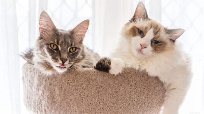 18 Key Differences Between Ragdoll and Maine Coon Cats – What Sets Them Apart