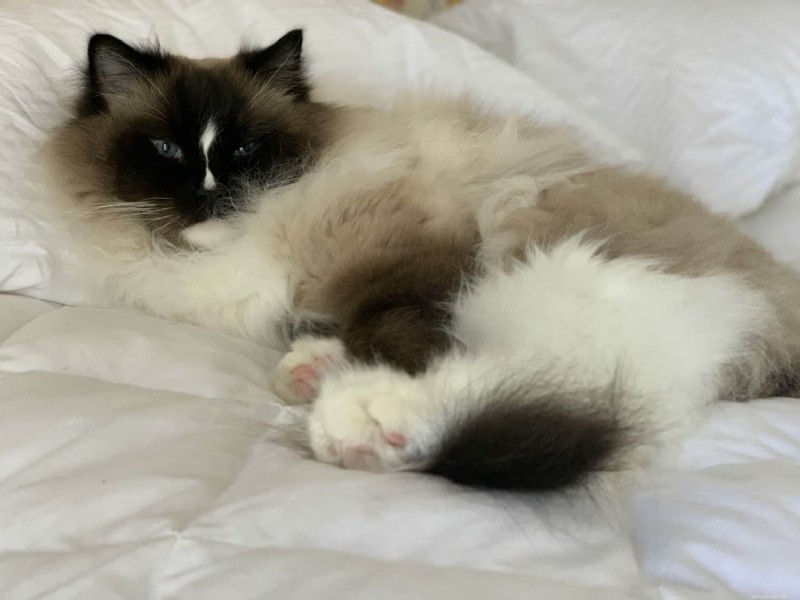 18 Key Differences Between Ragdoll and Maine Coon Cats – What Sets Them Apart