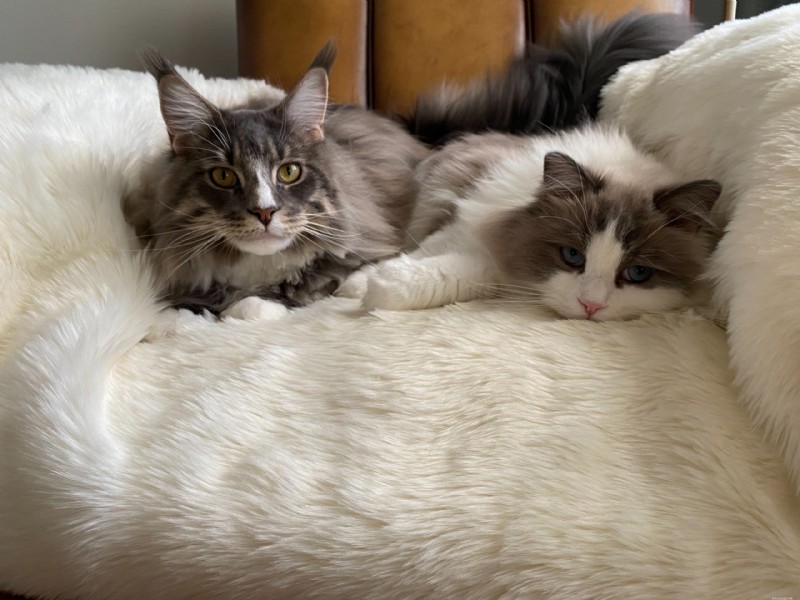 18 Key Differences Between Ragdoll and Maine Coon Cats – What Sets Them Apart
