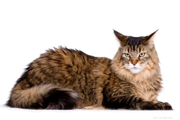 18 Key Differences Between Ragdoll and Maine Coon Cats – What Sets Them Apart