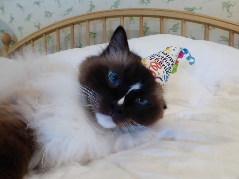 18 Key Differences Between Ragdoll and Maine Coon Cats – What Sets Them Apart