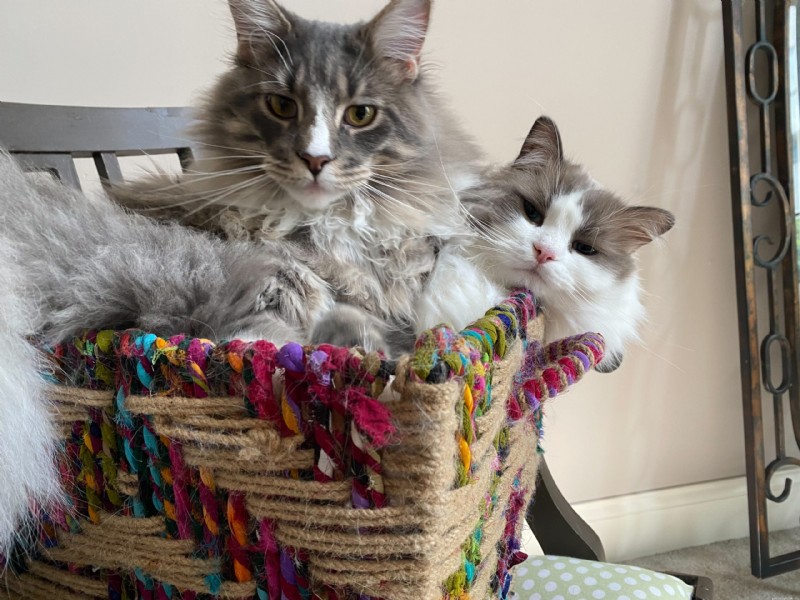 18 Key Differences Between Ragdoll and Maine Coon Cats – What Sets Them Apart