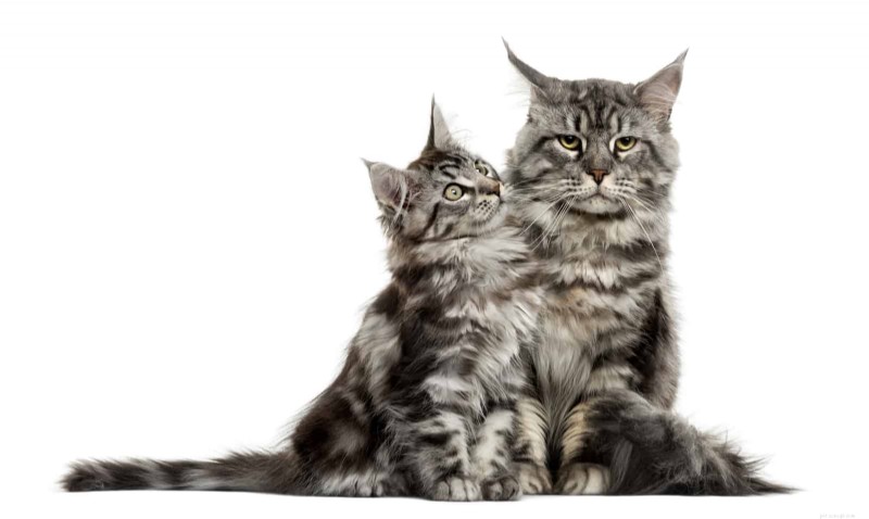 18 Key Differences Between Ragdoll and Maine Coon Cats – What Sets Them Apart
