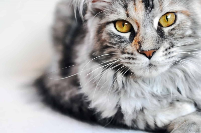 18 Key Differences Between Ragdoll and Maine Coon Cats – What Sets Them Apart