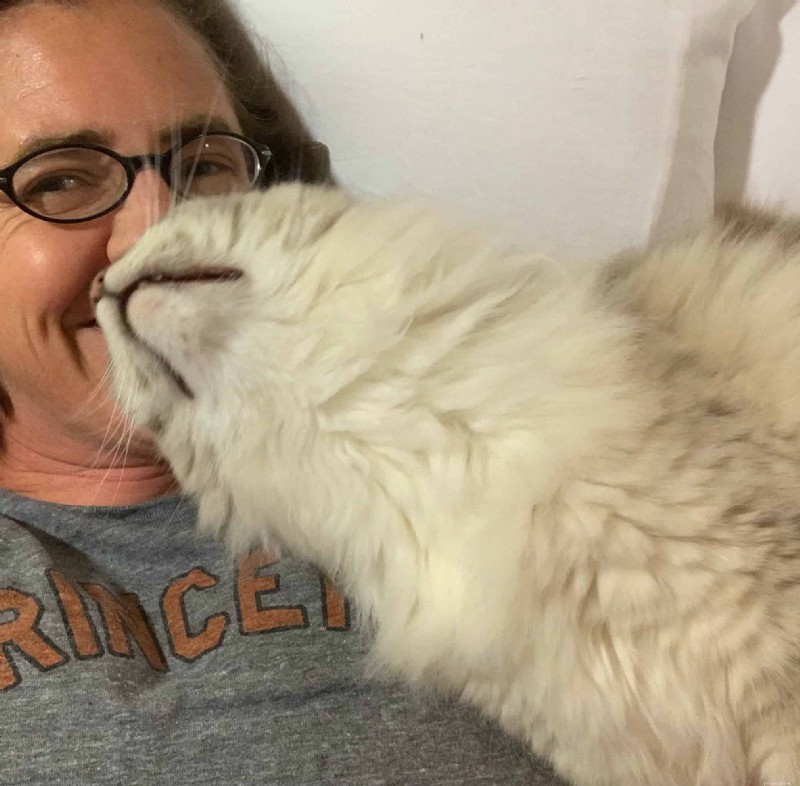 18 Key Differences Between Ragdoll and Maine Coon Cats – What Sets Them Apart