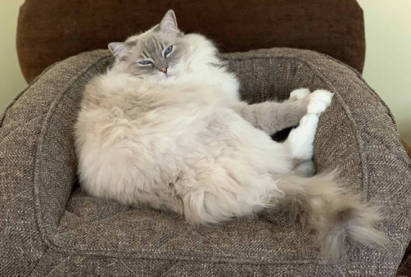 18 Key Differences Between Ragdoll and Maine Coon Cats – What Sets Them Apart