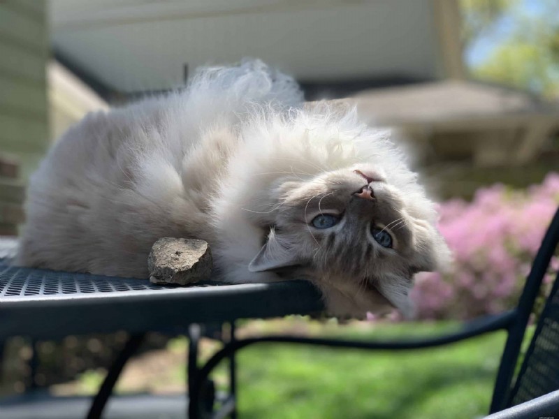 18 Key Differences Between Ragdoll and Maine Coon Cats – What Sets Them Apart