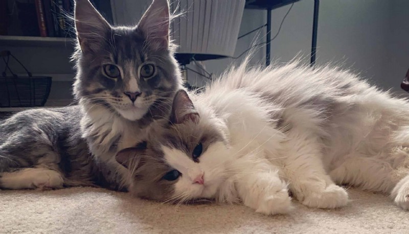 18 Key Differences Between Ragdoll and Maine Coon Cats – What Sets Them Apart