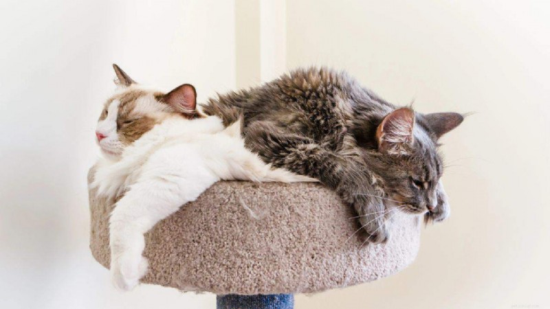 18 Key Differences Between Ragdoll and Maine Coon Cats – What Sets Them Apart