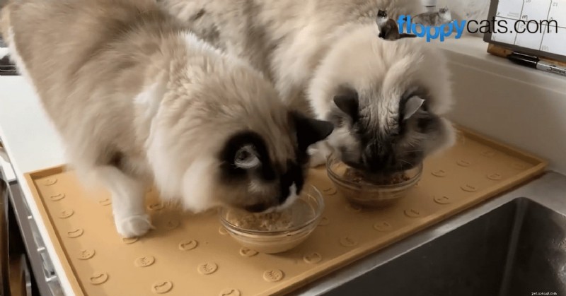 18 Key Differences Between Ragdoll and Maine Coon Cats – What Sets Them Apart