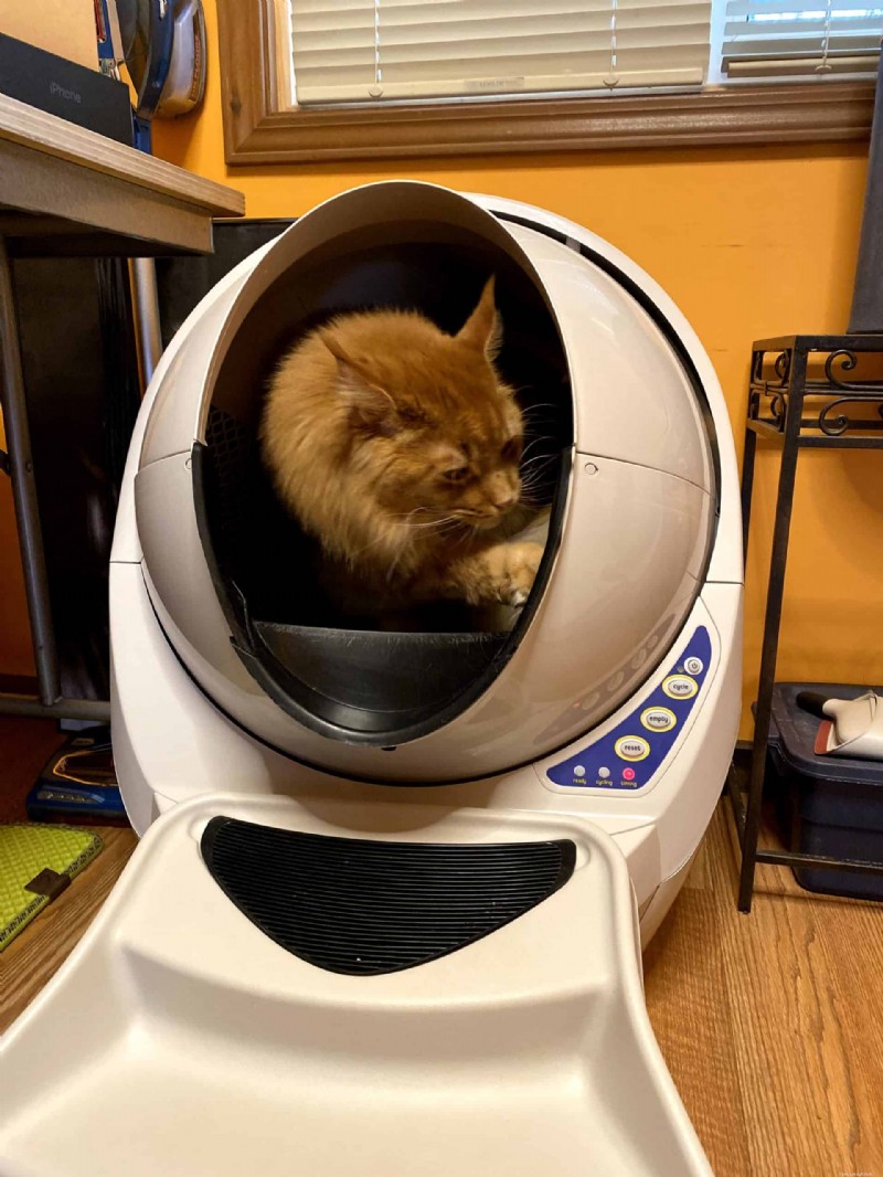 18 Key Differences Between Ragdoll and Maine Coon Cats – What Sets Them Apart