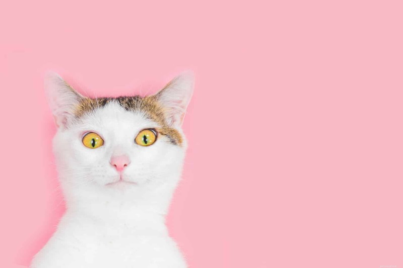 18 Key Differences Between Ragdoll and Maine Coon Cats – What Sets Them Apart