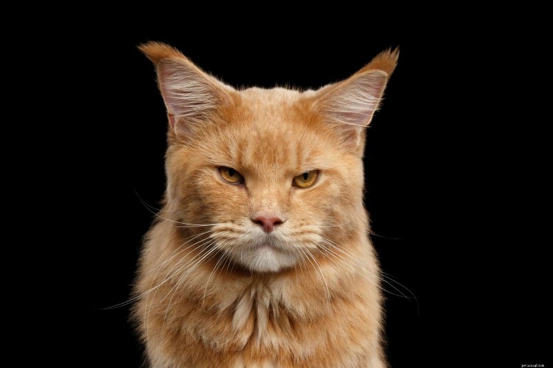 18 Key Differences Between Ragdoll and Maine Coon Cats – What Sets Them Apart