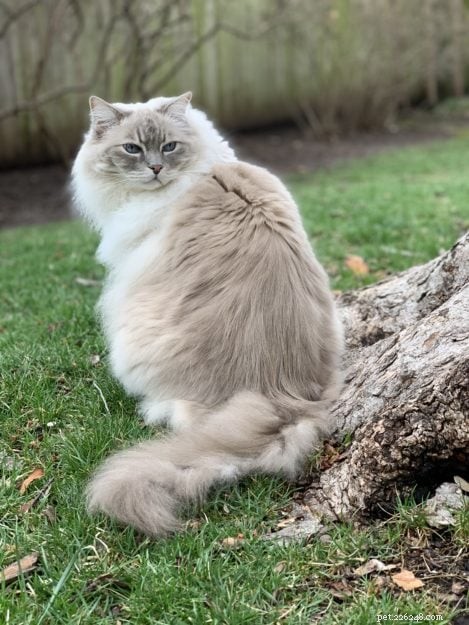 Top 10 Ragdoll Cat Names for 2023 – Stylish & Memorable
