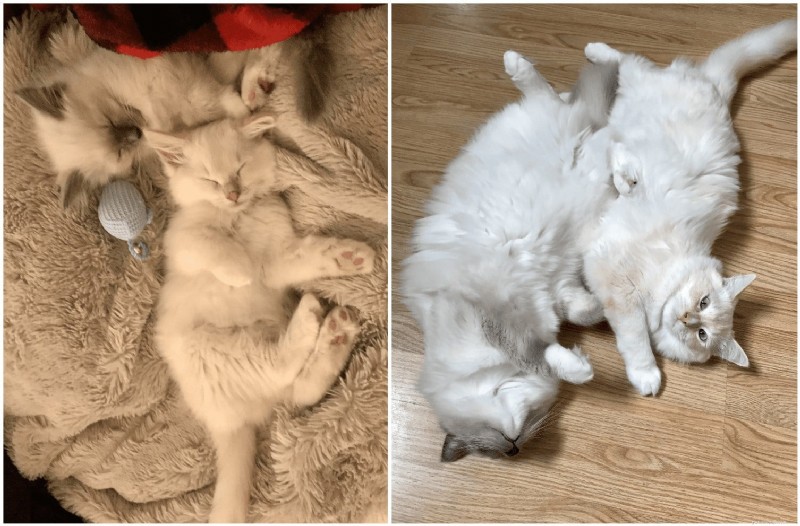 Ragdoll Cats: From Kittens to Adults – A Journey of Stunning Coat Development