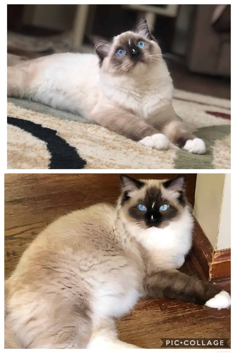Ragdoll Cats: From Kittens to Adults – A Journey of Stunning Coat Development