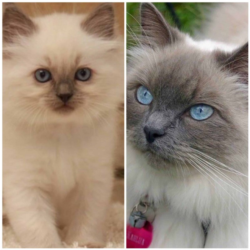 Ragdoll Cats: From Kittens to Adults – A Journey of Stunning Coat Development