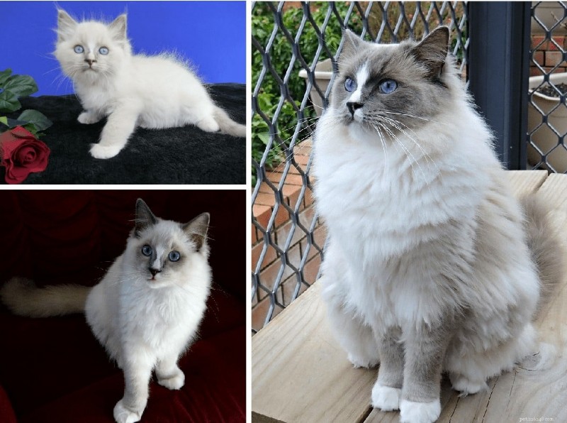 Ragdoll Cats: From Kittens to Adults – A Journey of Stunning Coat Development