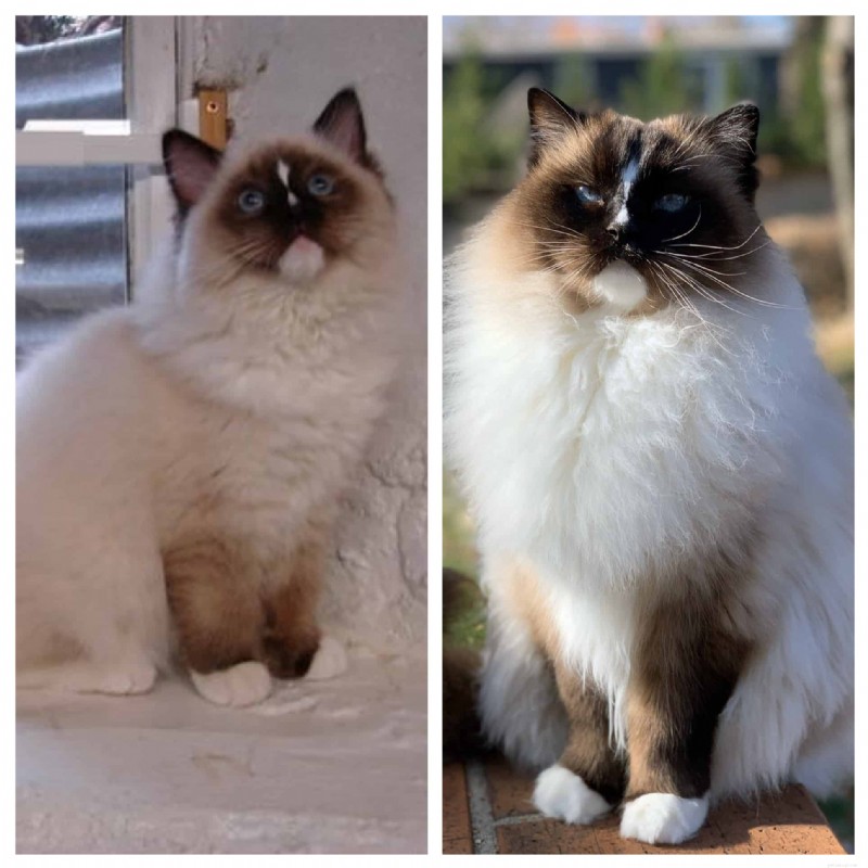 Ragdoll Cats: From Kittens to Adults – A Journey of Stunning Coat Development