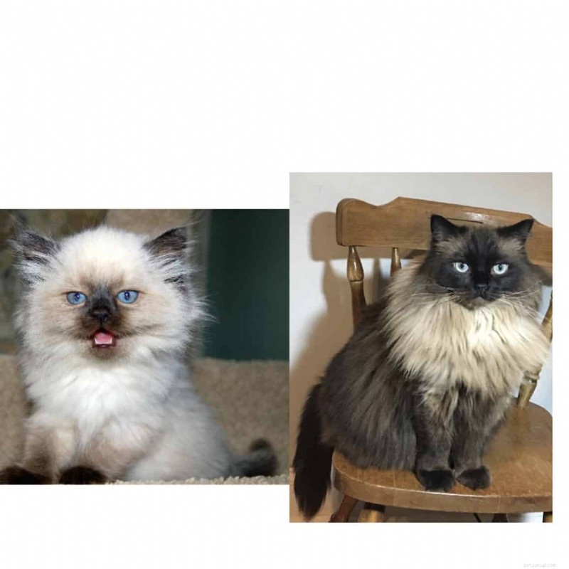 Ragdoll Cats: From Kittens to Adults – A Journey of Stunning Coat Development