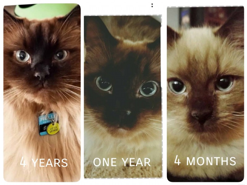 Ragdoll Cats: From Kittens to Adults – A Journey of Stunning Coat Development