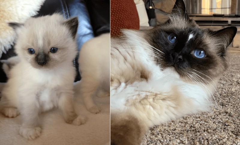 Ragdoll Cats: From Kittens to Adults – A Journey of Stunning Coat Development