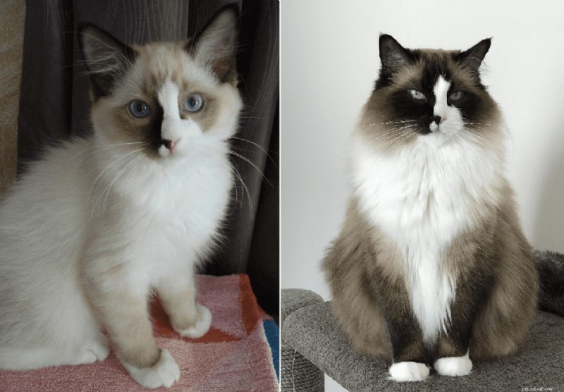 Ragdoll Cats: From Kittens to Adults – A Journey of Stunning Coat Development