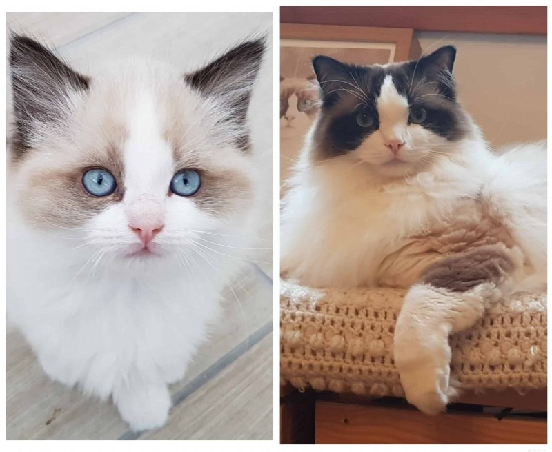 Ragdoll Cats: From Kittens to Adults – A Journey of Stunning Coat Development