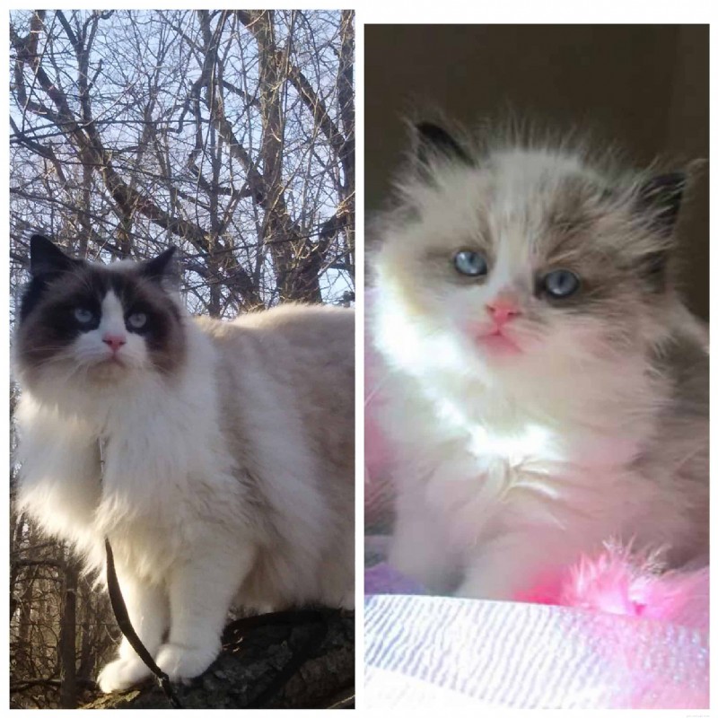 Ragdoll Cats: From Kittens to Adults – A Journey of Stunning Coat Development