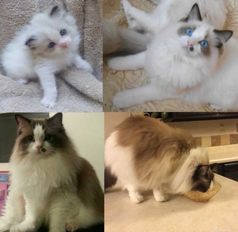 Ragdoll Cats: From Kittens to Adults – A Journey of Stunning Coat Development