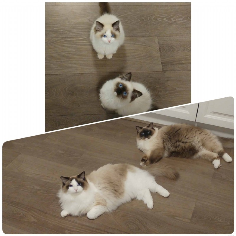 Ragdoll Cats: From Kittens to Adults – A Journey of Stunning Coat Development