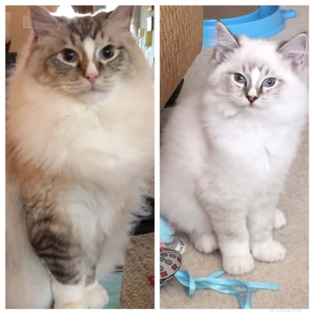 Ragdoll Cats: From Kittens to Adults – A Journey of Stunning Coat Development