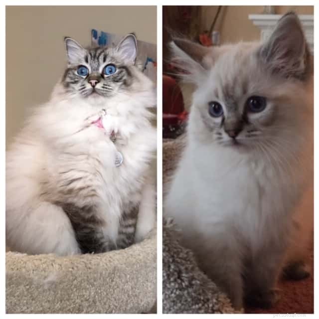 Ragdoll Cats: From Kittens to Adults – A Journey of Stunning Coat Development