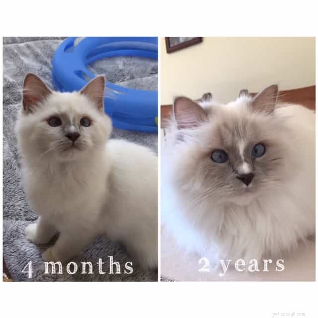 Ragdoll Cats: From Kittens to Adults – A Journey of Stunning Coat Development