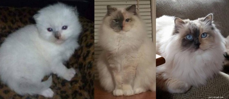 Ragdoll Cats: From Kittens to Adults – A Journey of Stunning Coat Development