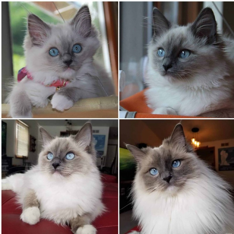 Ragdoll Cats: From Kittens to Adults – A Journey of Stunning Coat Development