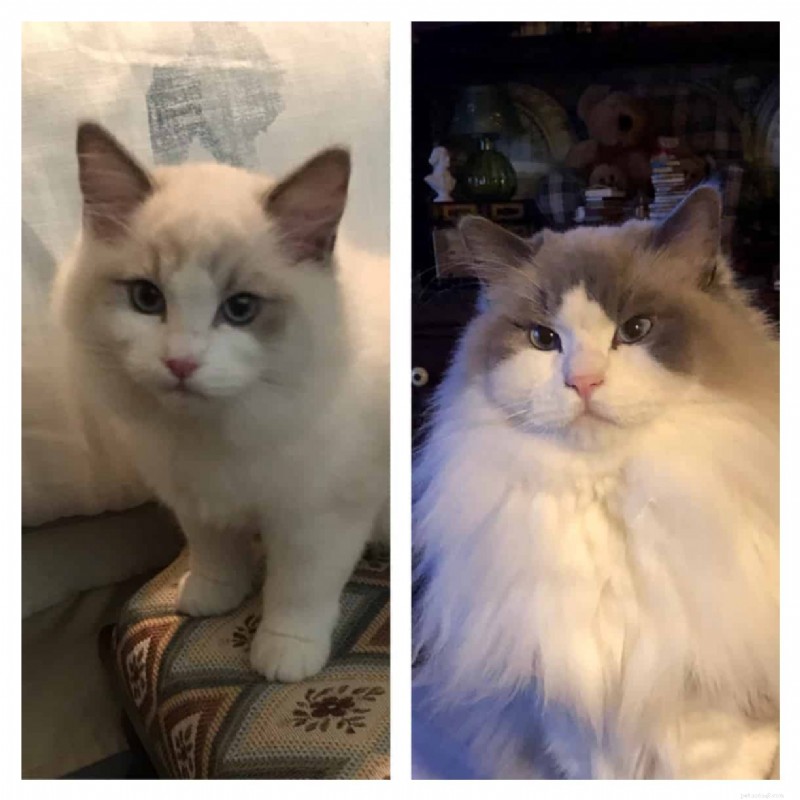 Ragdoll Cats: From Kittens to Adults – A Journey of Stunning Coat Development