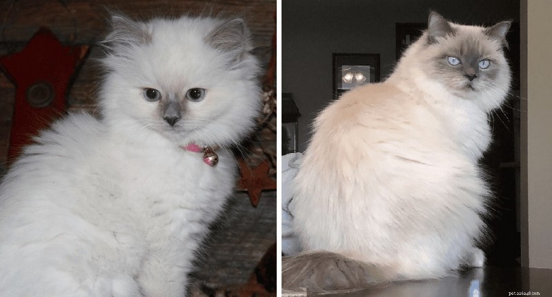 Ragdoll Cats: From Kittens to Adults – A Journey of Stunning Coat Development