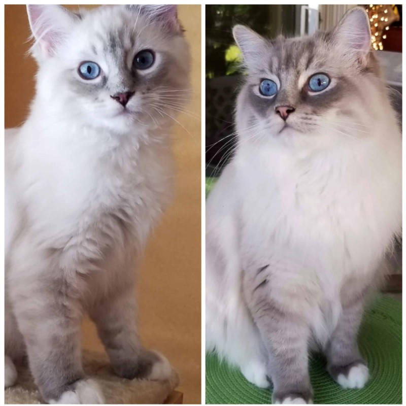 Ragdoll Cats: From Kittens to Adults – A Journey of Stunning Coat Development