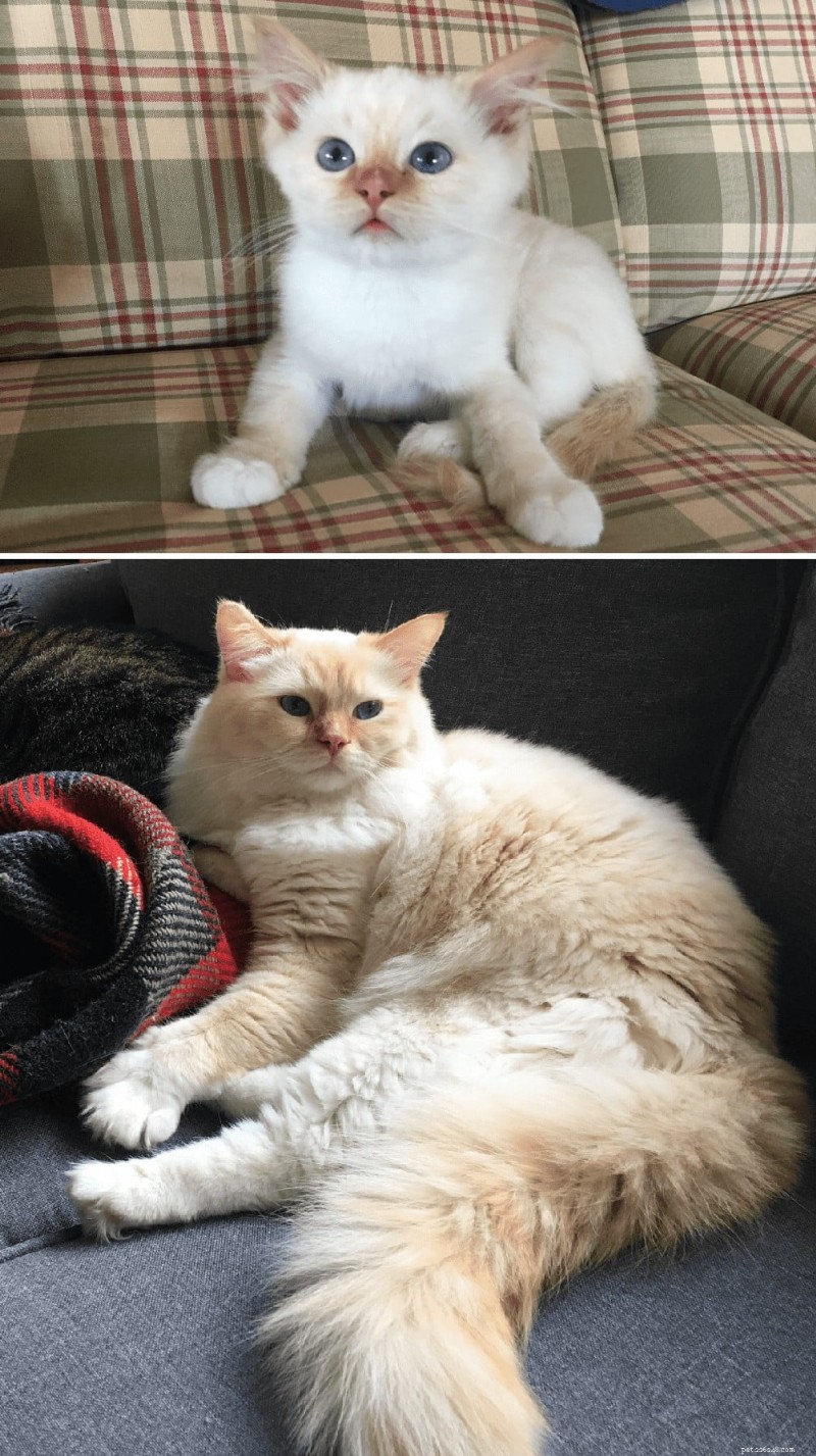Ragdoll Cats: From Kittens to Adults – A Journey of Stunning Coat Development