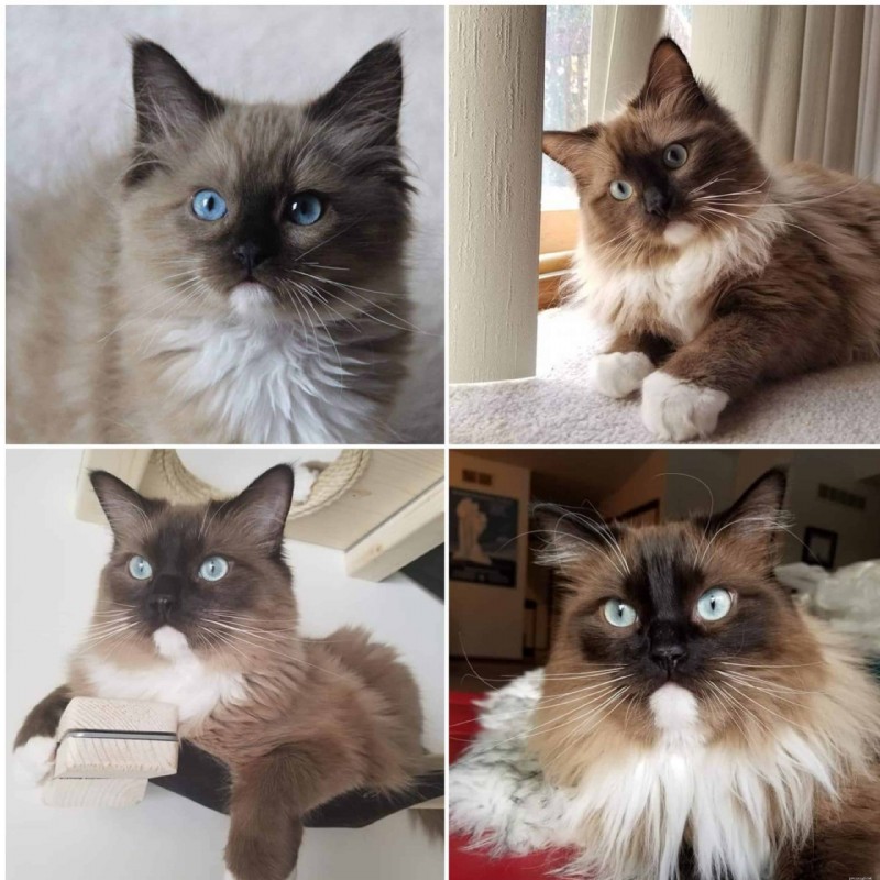 Ragdoll Cats: From Kittens to Adults – A Journey of Stunning Coat Development