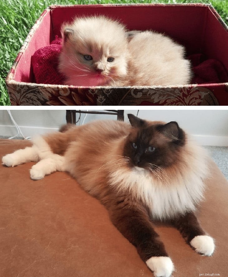 Ragdoll Cats: From Kittens to Adults – A Journey of Stunning Coat Development