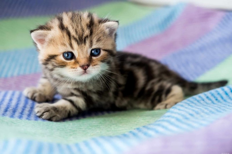 Ragdoll Cats: From Kittens to Adults – A Journey of Stunning Coat Development