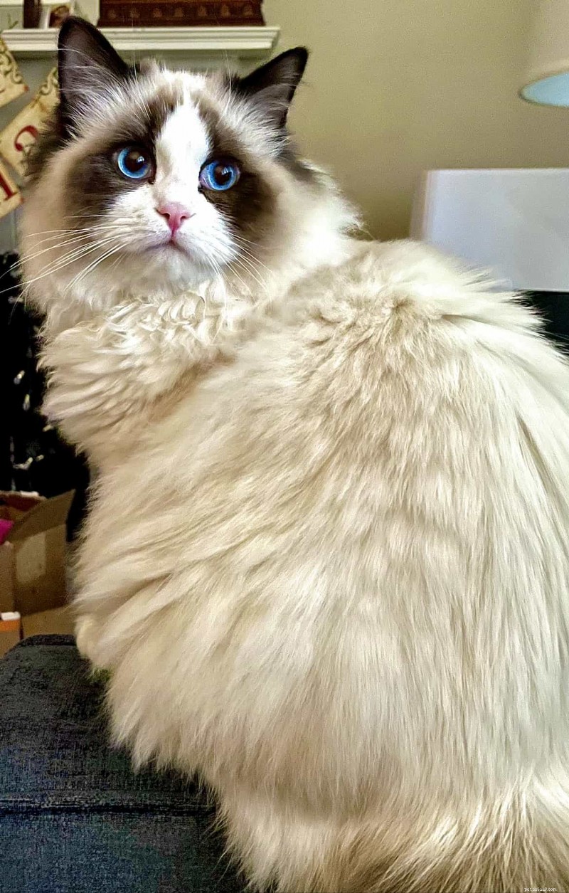 Ragdoll Munchkin Cats: What Makes This Unique Crossbreed Stand Out