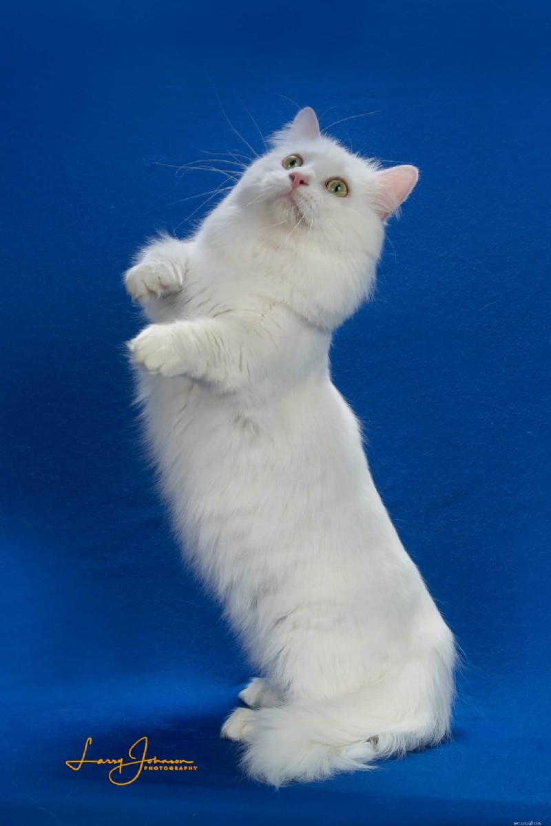 Ragdoll Munchkin Cats: What Makes This Unique Crossbreed Stand Out