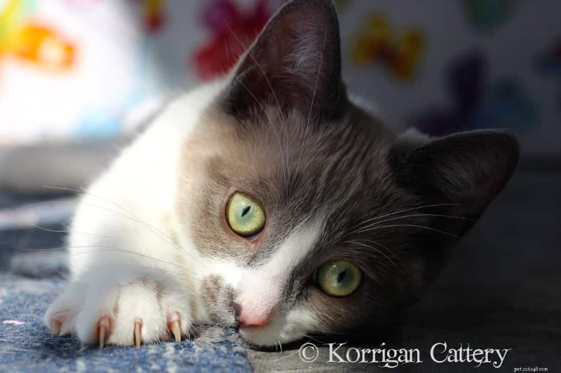 Ragdoll Munchkin Cats: What Makes This Unique Crossbreed Stand Out