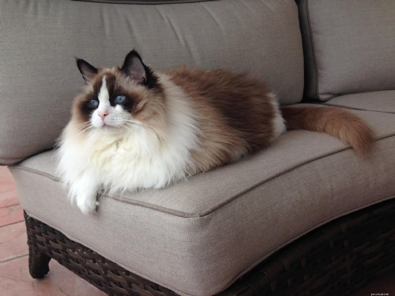 Ragdoll Munchkin Cats: What Makes This Unique Crossbreed Stand Out