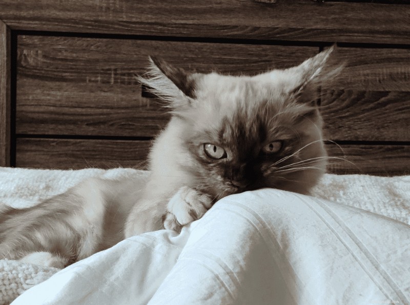 Ragdoll Munchkin Cats: What Makes This Unique Crossbreed Stand Out