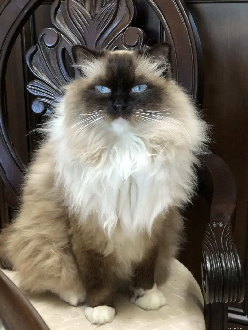 Ragdoll Munchkin Cats: What Makes This Unique Crossbreed Stand Out