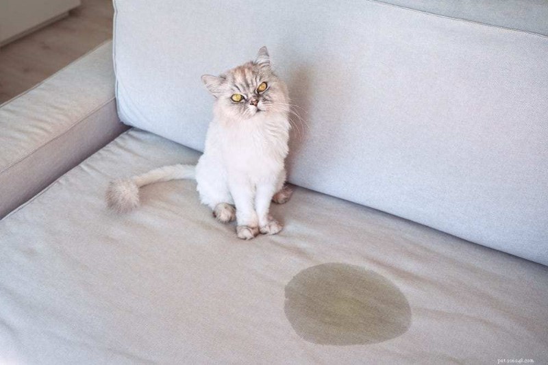Cat Peeing Outside the Litter Box While Pooping Inside: Causes & Solutions